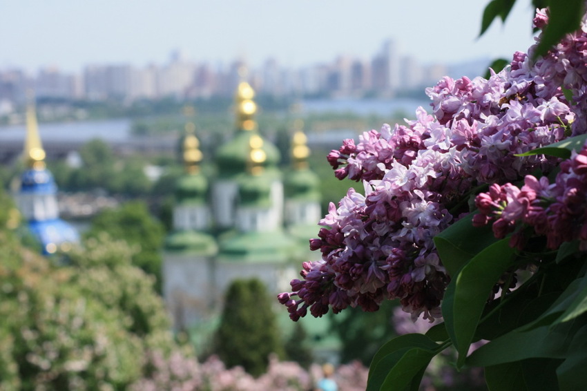 ... киев.ботанический сад