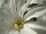 Delicate