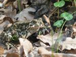 Froggy