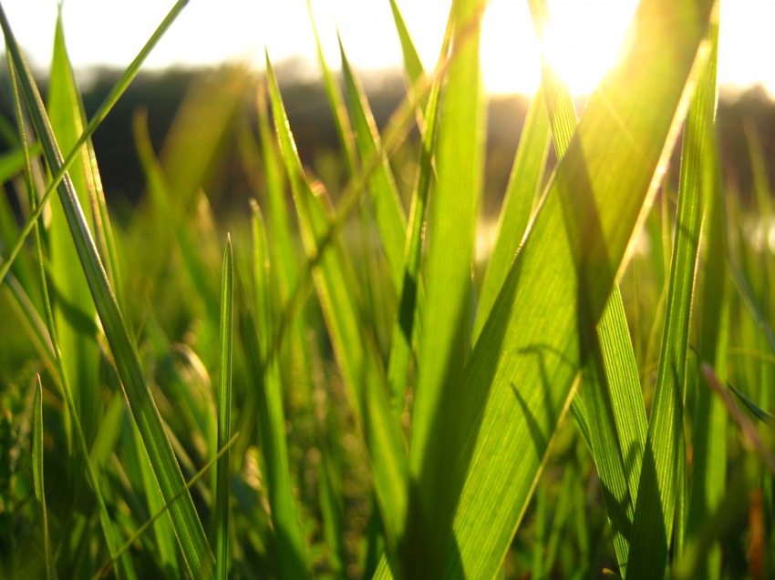 Sunset grass