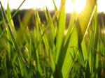 Sunset grass
