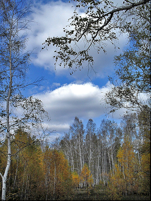 ...Грусть осени осень, лес
