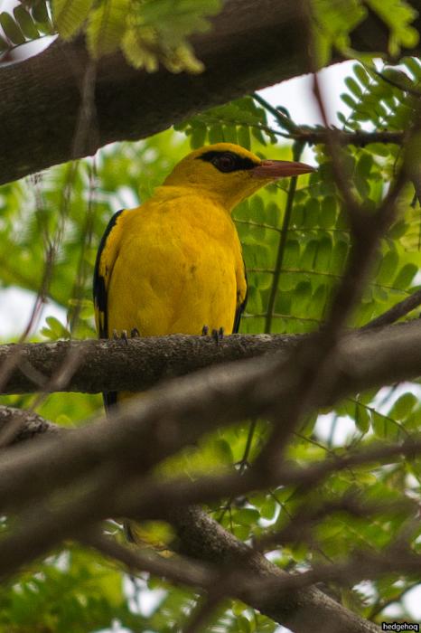 Indian Golden Oriole животные, птицы, индия, indian golden oriole, nikon d800e