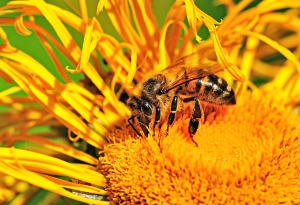 V.