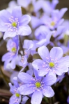 Hepatica blue flower