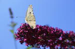 batterfly