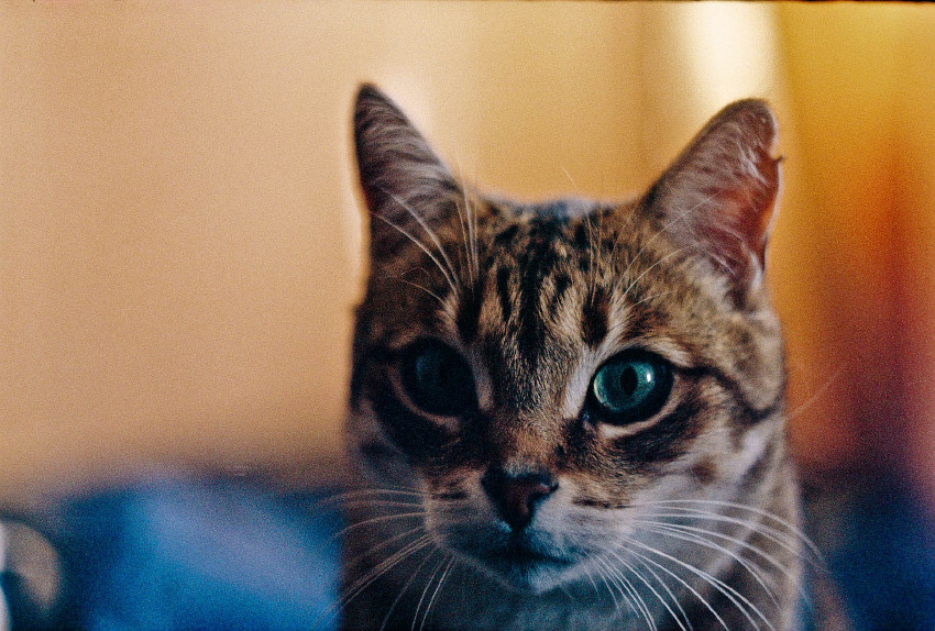 котэ