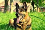 German Shepard