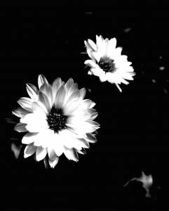 harmony