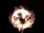 solar flower