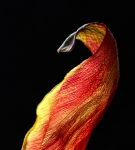Tulip leaf