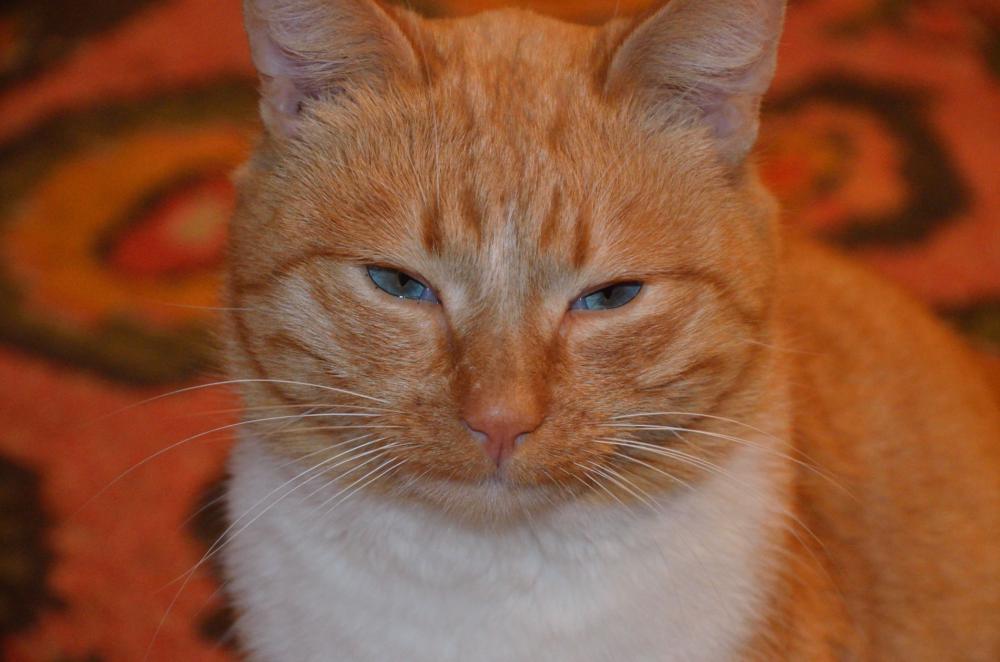 рыжий кот кот