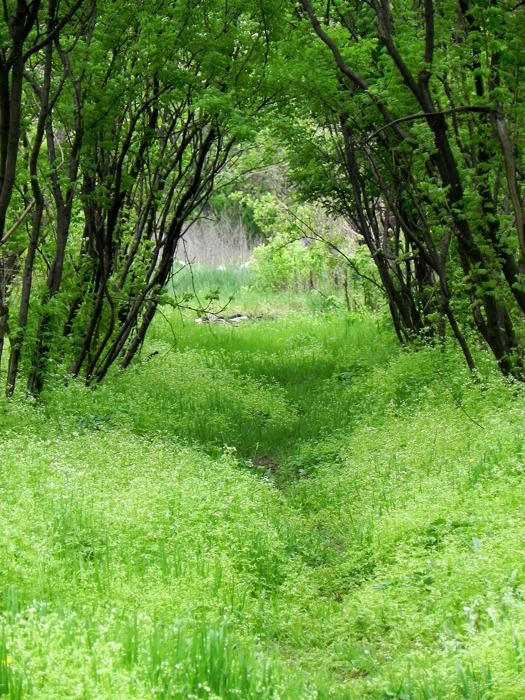 волшебная страна