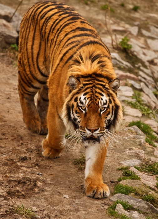 Тигр eos 5d mark ii