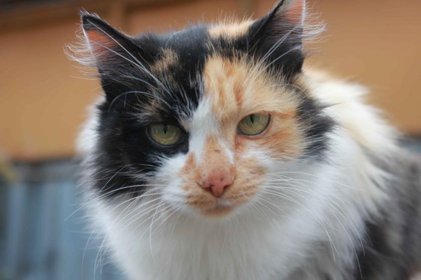 кошка Таня