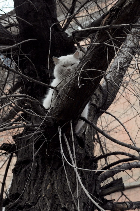 Загнанный Весной... кот, весна