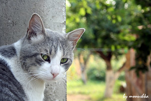 котЭ)) кот, кошки