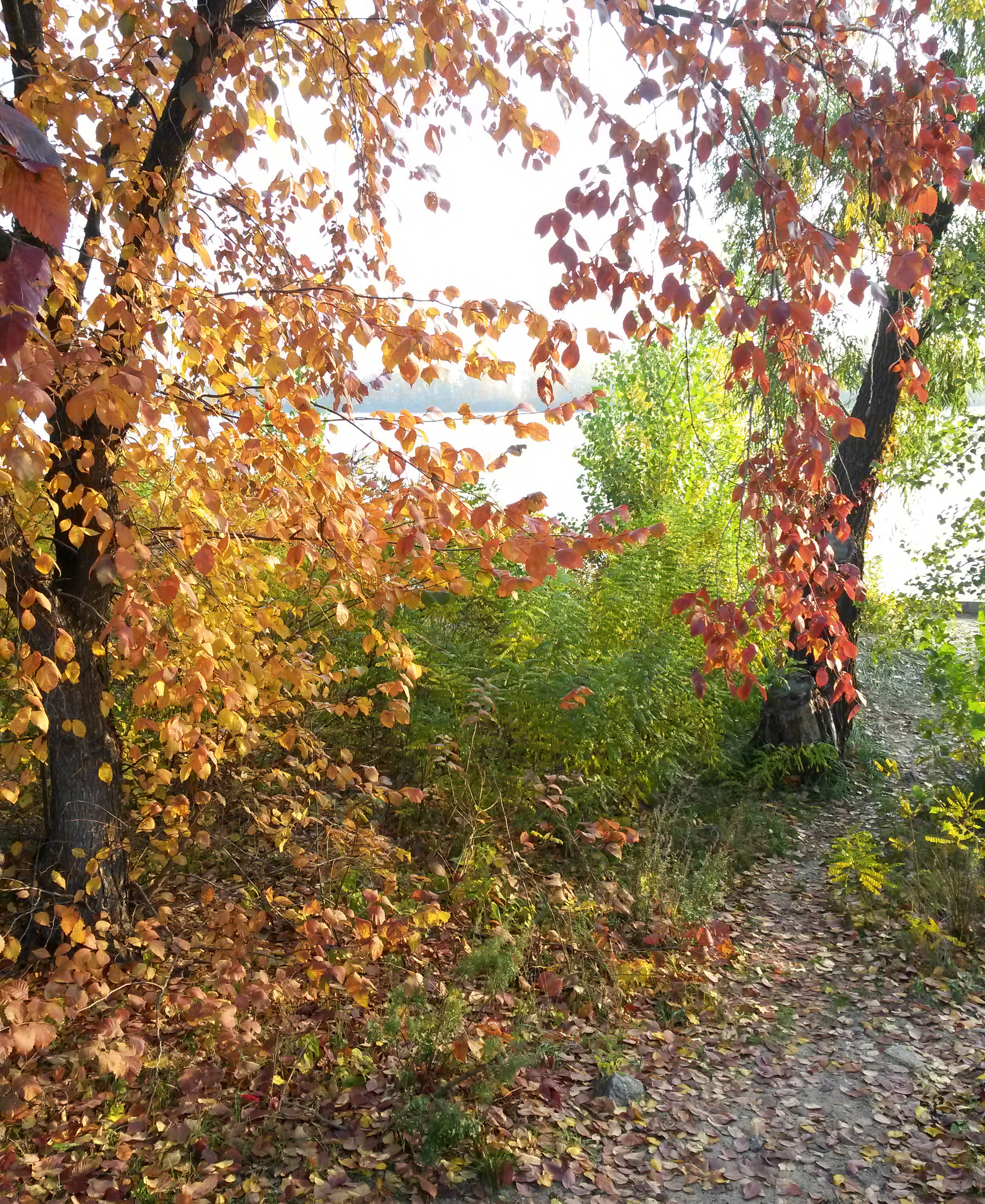 Фарби осені