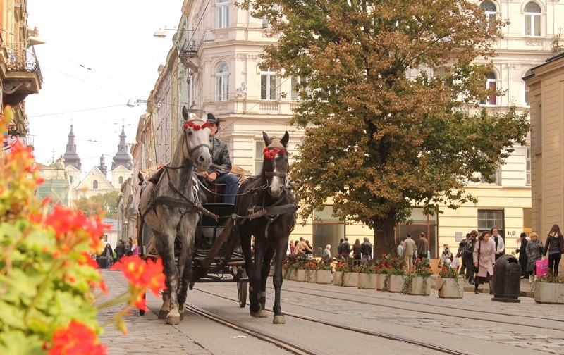 ... львів, коні