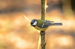 Parus major