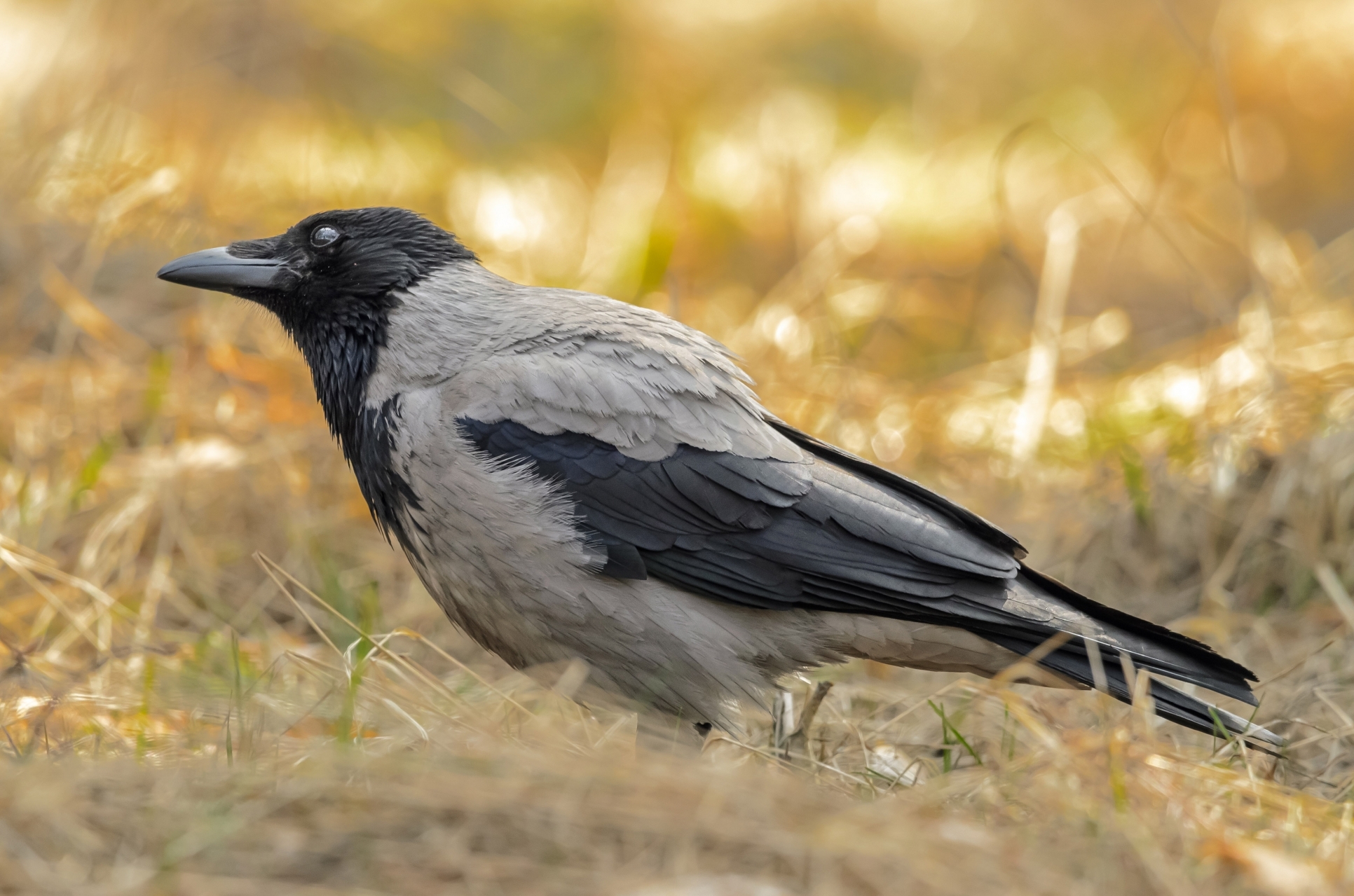 Corvus cornix