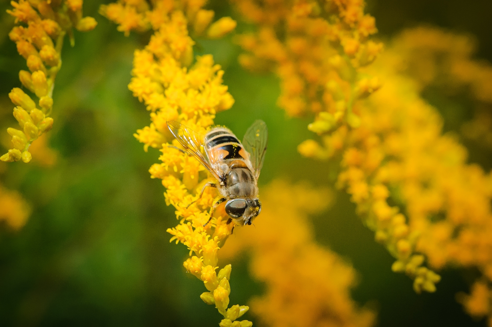 .Муха..Журчалка (лат. Syrphidae)