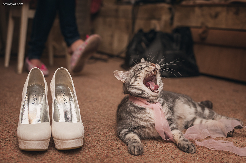 Нежный зверь кот, свадебное фото, свадебный фотограф, свадебные туфли