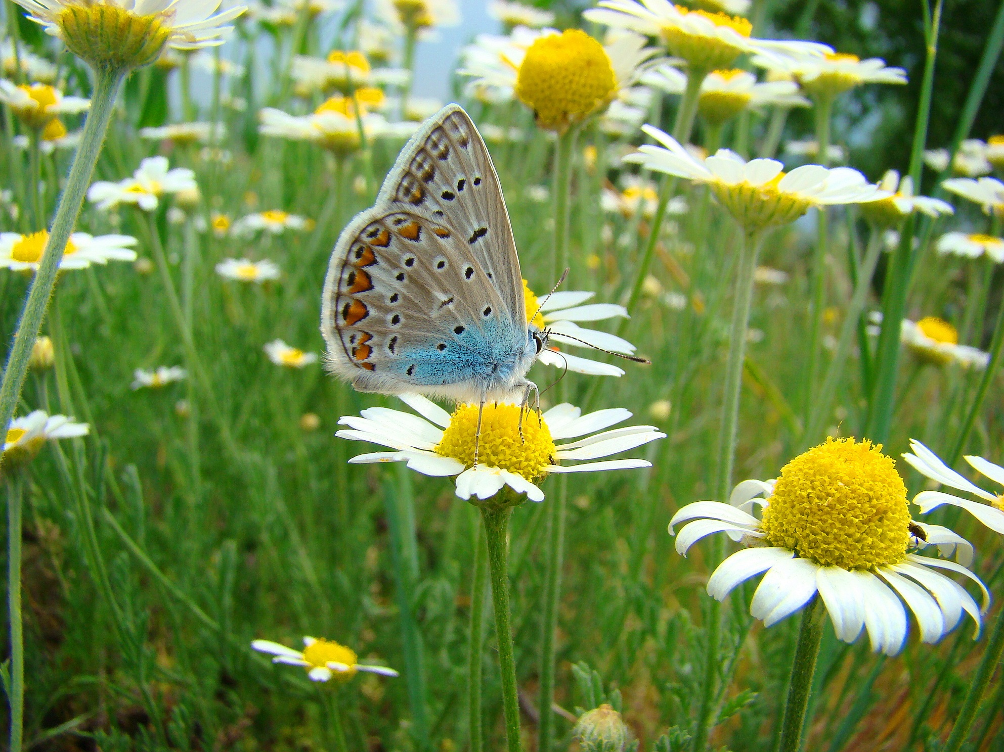 Летняя Поляна с бабочками