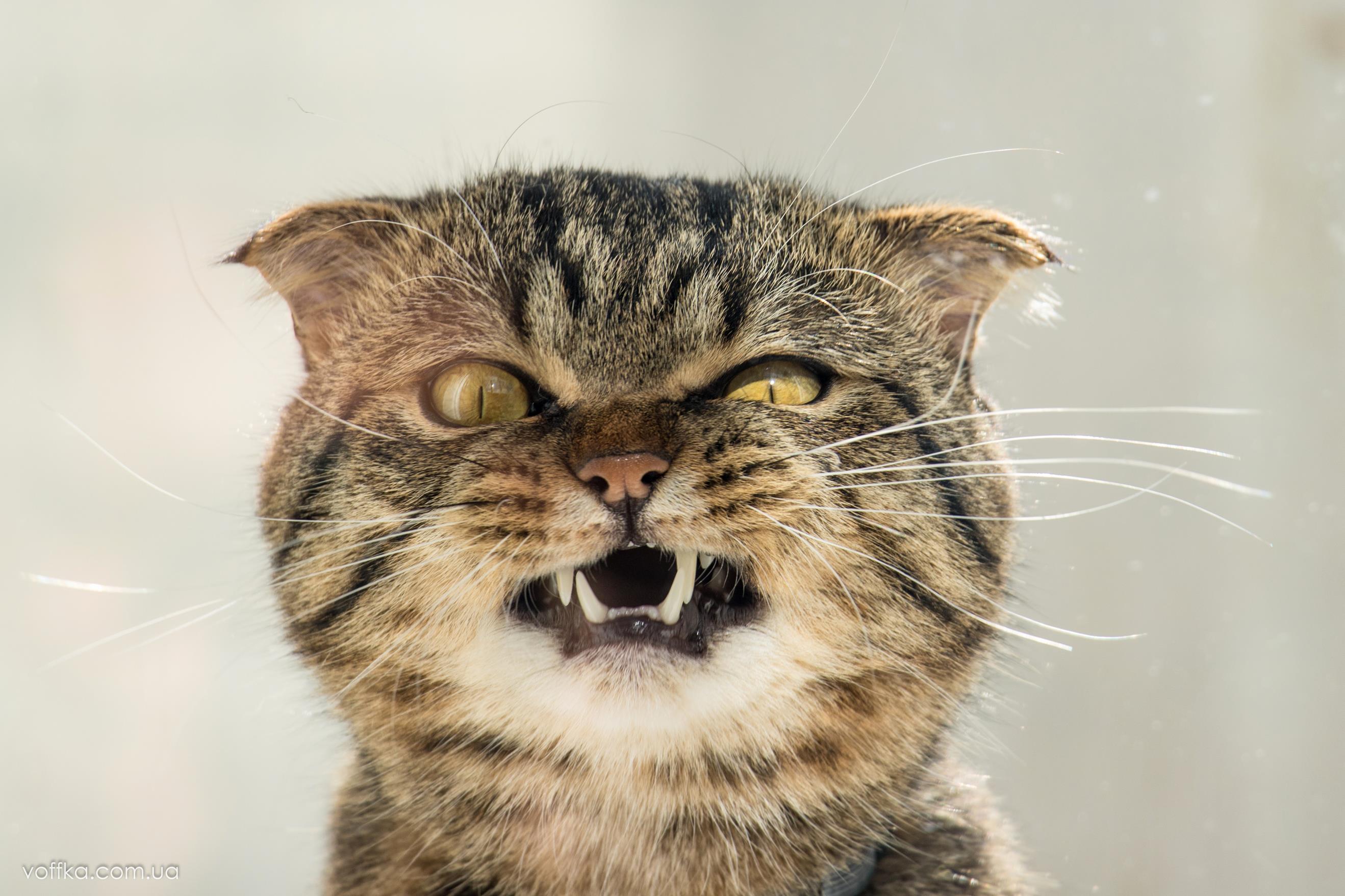 Сердитый кот кот, животное, коты, домашнее животное, cat, angry, angry cat, evil, evil cat, злой кот