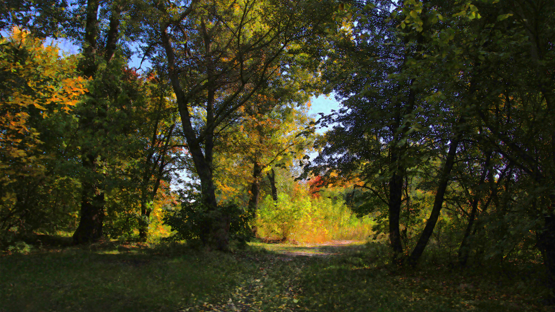 Осінні кольори дерева, ліс, осінь, природа