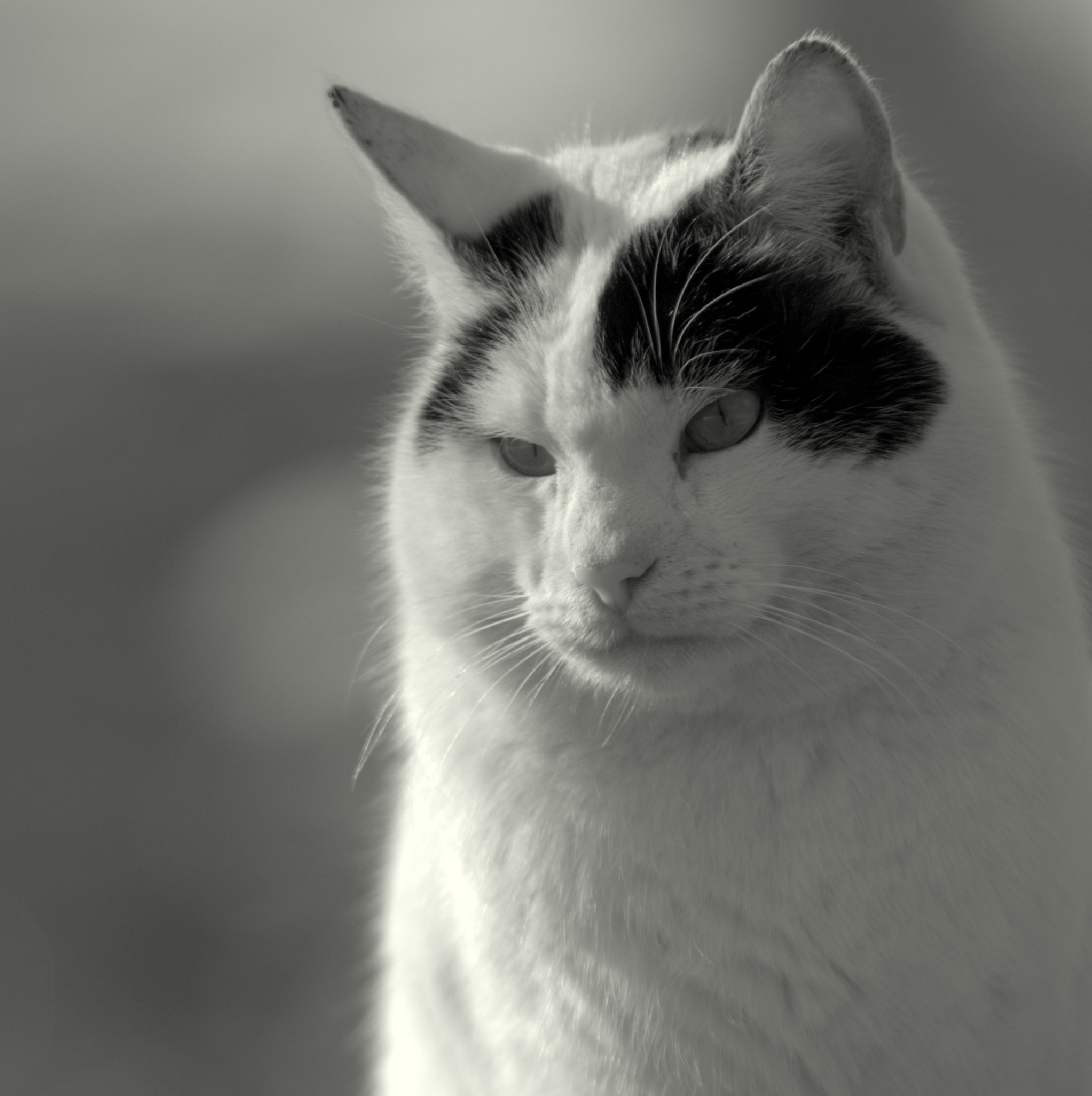 Дворовой кот