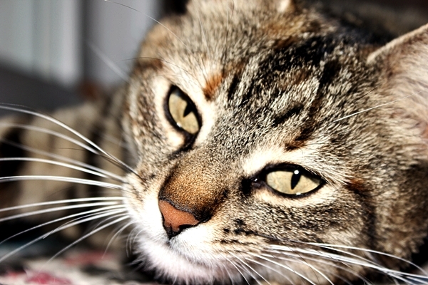 Sonya кот, кошка, котенок