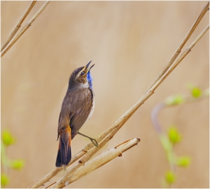 �������� (Galerida cristata)