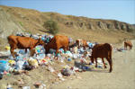 cows