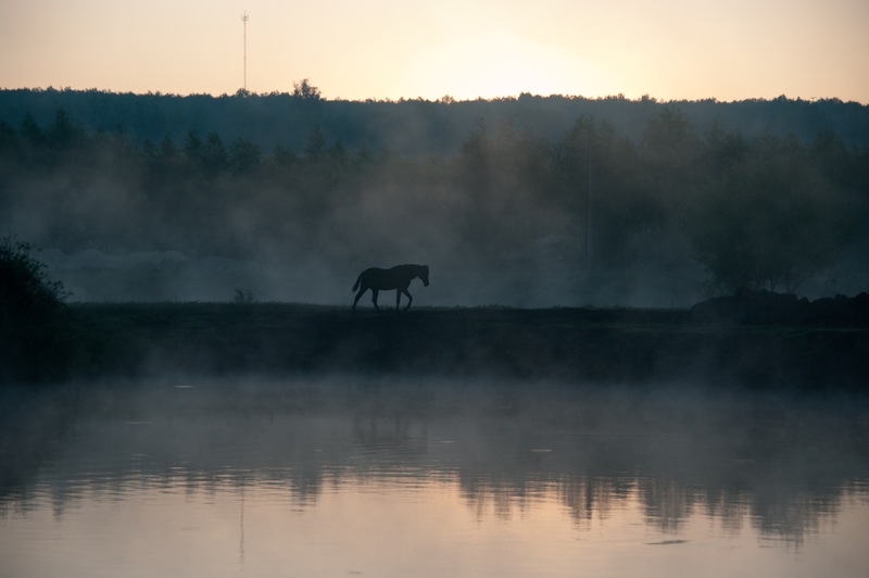 4:15 АМ туман, лошадь, утро, pentax, k20d, природа ключевые слова: пейзаж, природа, пейзаж