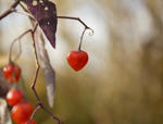 loveberry