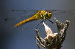 Odonata