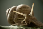 Helix pomatia
