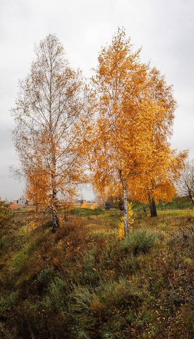 октябрь березы, осень