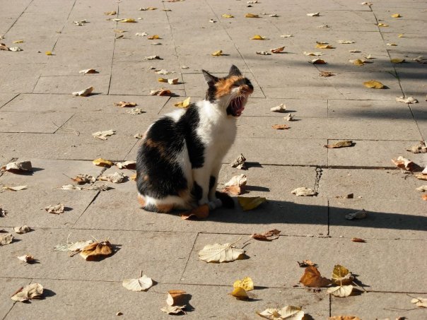 wild cat