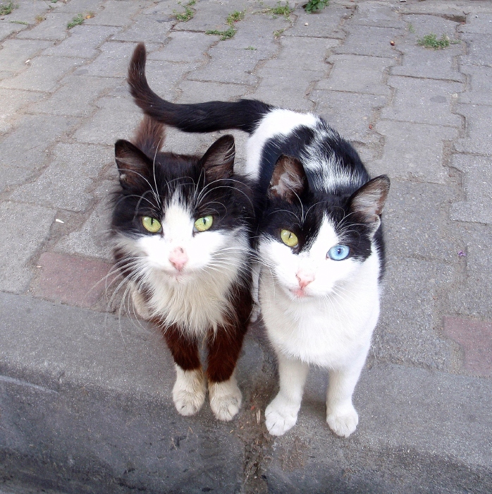 friends