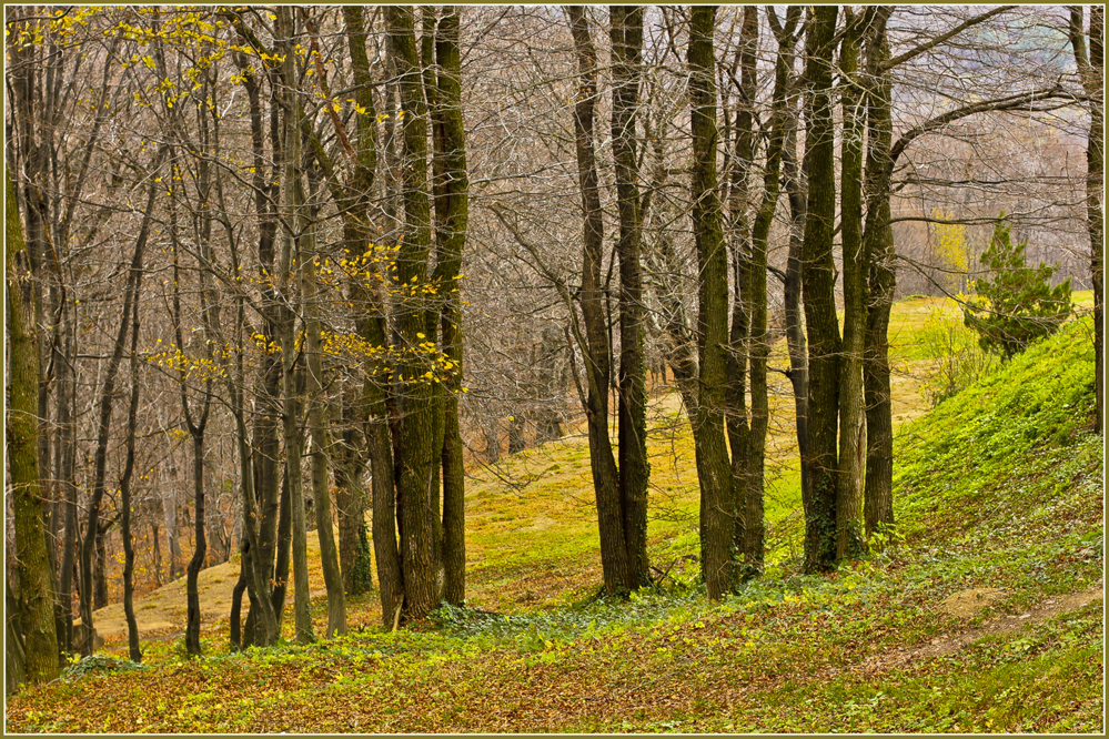Осенний этюд природа, осень, лес