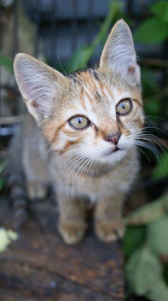 ...Кошеня кошка, животное, анималистика, котенокт