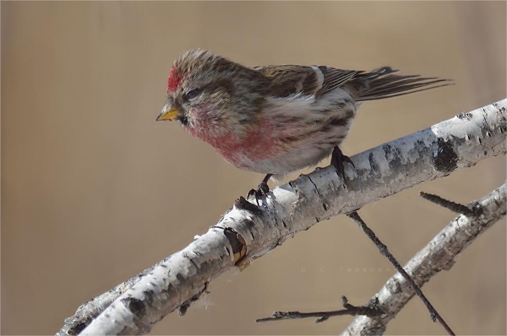 Боевой воробей птица, чечётка, carduelis flammea