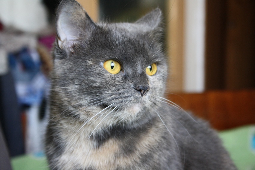 взгляд кошки