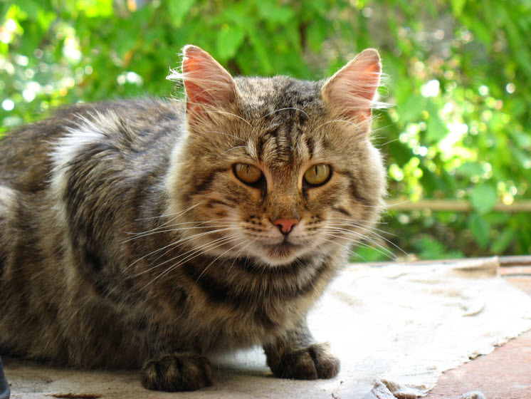 cat