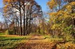 Falling autumn leaves