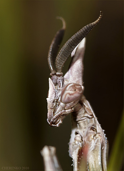 ALIEN