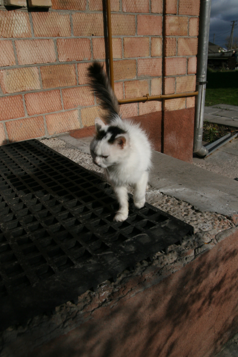 кошка