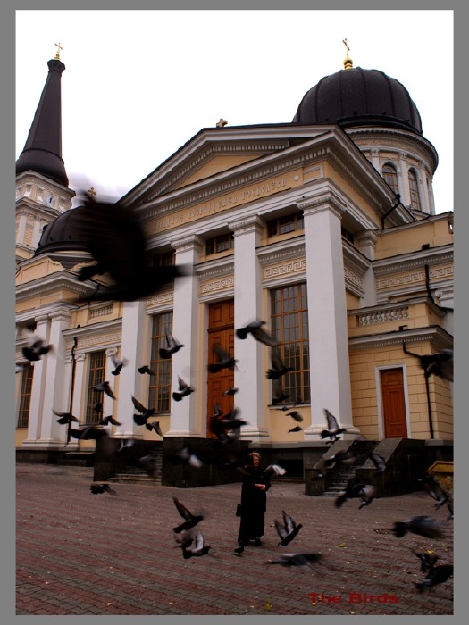The Birds